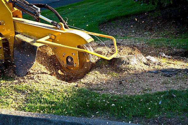 How Our Tree Care Process Works  in  Manitou Beach Devils Lake, MI